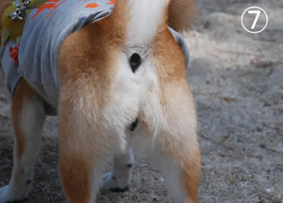 柴犬の尻穴は何故あんなに黒いのですかね 混ざりっ気なしの完全 Yahoo 知恵袋