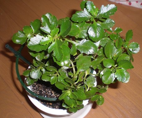 このカランコエには、どうすれば蕾がつきますか？花は咲きませんか