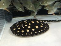 淡水エイ飼育初心者です 金曜日にペットショップで木曜日に入荷したというア Yahoo 知恵袋