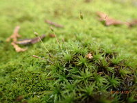 苔に詳しい方教えて下さい 庭の盆栽の苔に白い物が生えているのですがこれは何です Yahoo 知恵袋