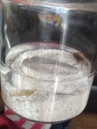 サワガニ飼育について質問です サワガニを水深の深い水槽で飼育してま Yahoo 知恵袋