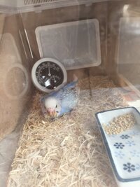 セキセイインコ雛の食欲と鳴き声 初めての鳥飼育で戸惑っています 初めま Yahoo 知恵袋