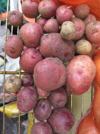 先日 じゃがいもを収穫し土の中から 赤い色のじゃがいも が出 Yahoo 知恵袋