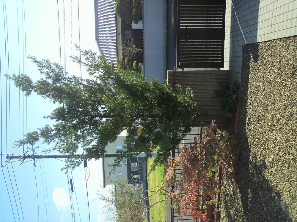 門かけサイズ まきの木