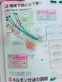 生物基礎のホルモンについて質問です。




問題で適当なものをえらべてこちらの文章がばつでした。

『脳下垂体前葉から分泌されるホルモンは、神経分泌細胞によってつくられる。』 資料集にはこうかいてあるのですが、、
間違っている理由、あっていない理由がわかりません。

わかる方できるだけはやく教えていただきたいです(´._.`)

また、神経分泌されるホルモンはなんで...