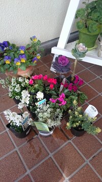 ゴールドクレストの寄せ植え 組み合わせるお花のアドバイスをお願い Yahoo 知恵袋