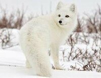 白い動物といえば何を思いつきますか 野ウサギ 北極熊 Yahoo 知恵袋