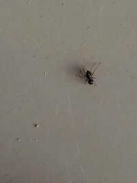 学校の倉庫にこのとても小さいアリみたいなちょっと赤茶色っぽい蜘蛛が大量にいます 教えて 住まいの先生 Yahoo 不動産