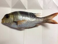 クロダイ稚魚の料理教えてください からあげにし南蛮漬けにすると良いよ後 Yahoo 知恵袋