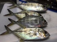 この魚なんですか 八丈島です ギンガメアジ このサイズならメッキ Yahoo 知恵袋