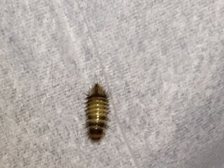 なめらかな 致死 トラブル ベッド 虫 駆除 819yumeza Jp