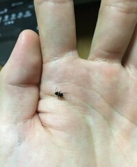 この虫はなんて種類ですか ゴキブリ 黒いボディに白い線が背中に二本 教えて 住まいの先生 Yahoo 不動産