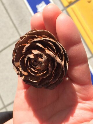 薔薇の形をした松ぼっくり これって何の木の実でしょうか Yahoo 知恵袋