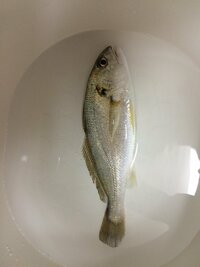 この魚な名前は何ですか さっき 堤防から釣りました グゥーっと鳴き声の Yahoo 知恵袋