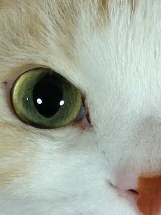 この猫の目の色は何ですか ヘーゼルだと思います Yahoo 知恵袋