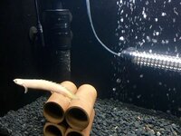 熱帯魚の水槽 底砂にびっしり白いカスの様な物がたまっています Yahoo 知恵袋