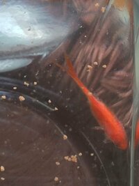 この金魚は水カビ病か白雲病でしょうか 金魚の飼い方の本やネットで Yahoo 知恵袋