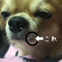 犬のヒゲを切ると いけないのですか 行きつけのトリマーさんは いつ Yahoo 知恵袋