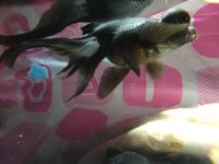 口でチュッパチュッパ凄い音で 金魚が水槽の水面を鳴らします Yahoo 知恵袋