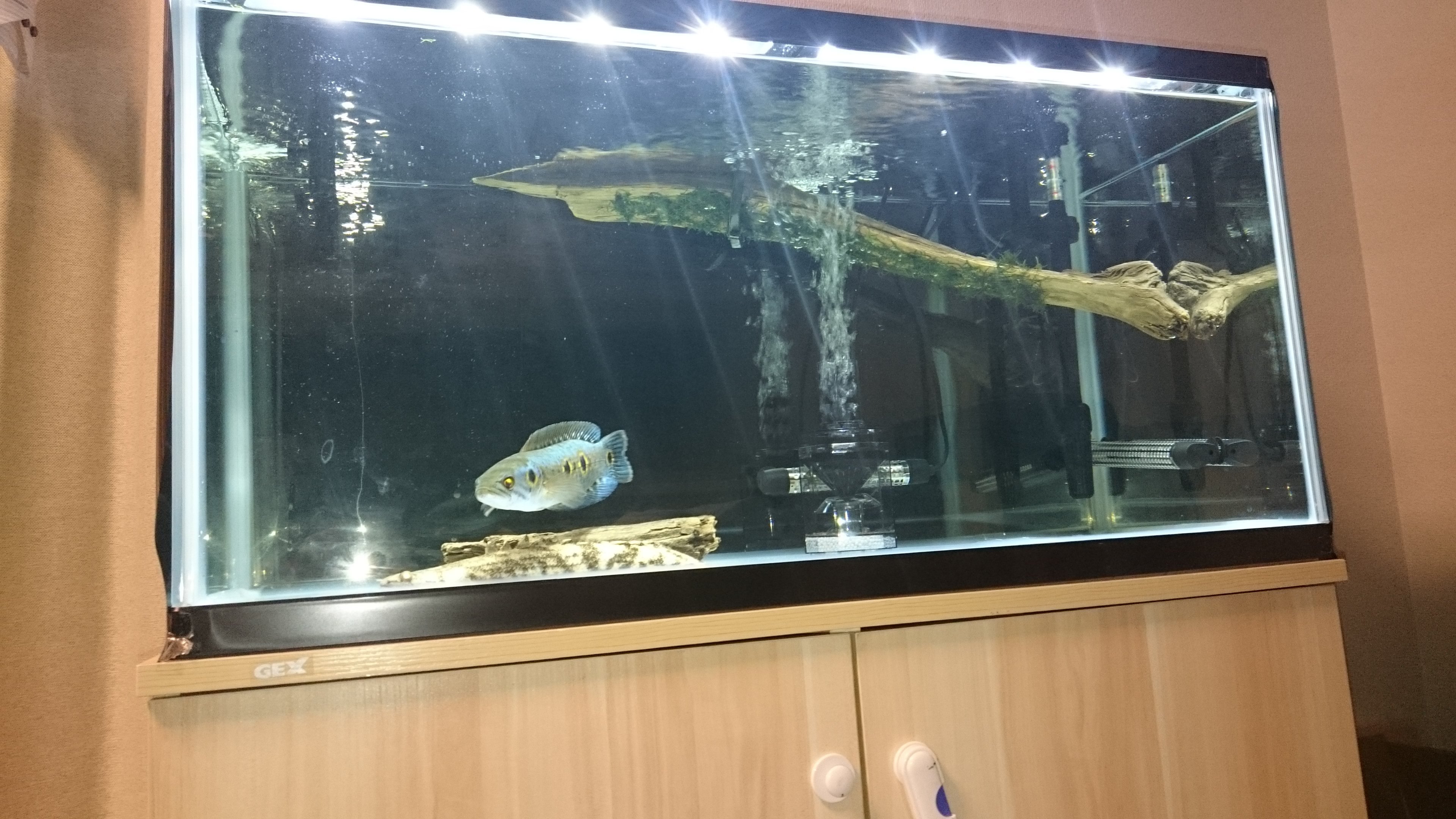 先日、フラワートーマンについて相談させて頂いた者です。環境は 