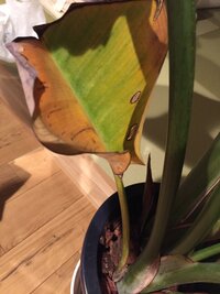 我が家のオーガスタが大変なことに手遅れですか どうすれば良いのでしょう Yahoo 知恵袋