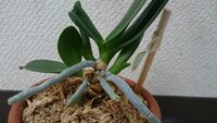 胡蝶蘭を育てています茎から3つの双葉が出て来ていますこれは子 Yahoo 知恵袋