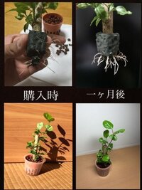 通常 花はハイドロカルチャーで育てられないのはなぜですか Yahoo 知恵袋