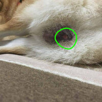 犬の睾丸 タマタマ が赤く腫れ上がっていて黒い点がついています 何かの病気 Yahoo 知恵袋