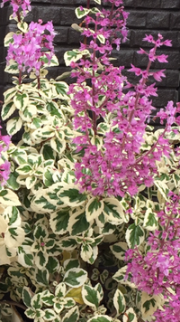 この花の名前を教えてくださいよろしくお願いします ヘミジギア マー Yahoo 知恵袋