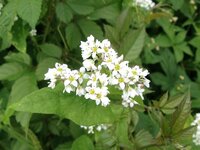 9月に清里あたりの山野で見つけました 白い花がばらばらの集合 Yahoo 知恵袋