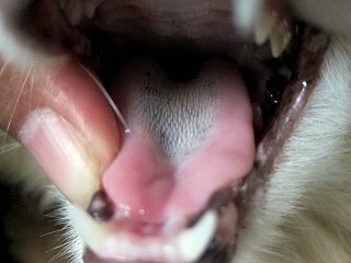 猫の舌に黒いカビのようなシミが出来 急に増えました ７歳の室内飼いの猫 Yahoo 知恵袋