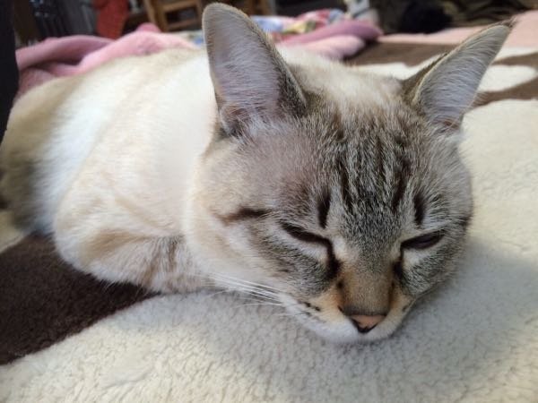 この猫はシャムトラですか 回答よろしくお願いします Yahoo 知恵袋