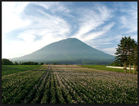 羊蹄山の麓に広がるラベンダーの畑どうしてもそこに行かなければ ケン Yahoo 知恵袋