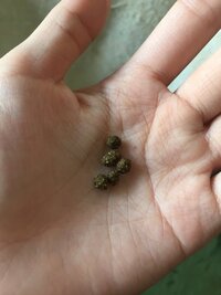 生後一ヶ月のうさぎの糞の大きさはこのくらいが普通ですか 小さい気がする Yahoo 知恵袋