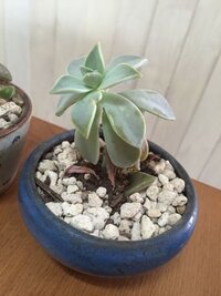 多肉植物が水やりしてないのに腐る また室外管理について 閲覧 Yahoo 知恵袋