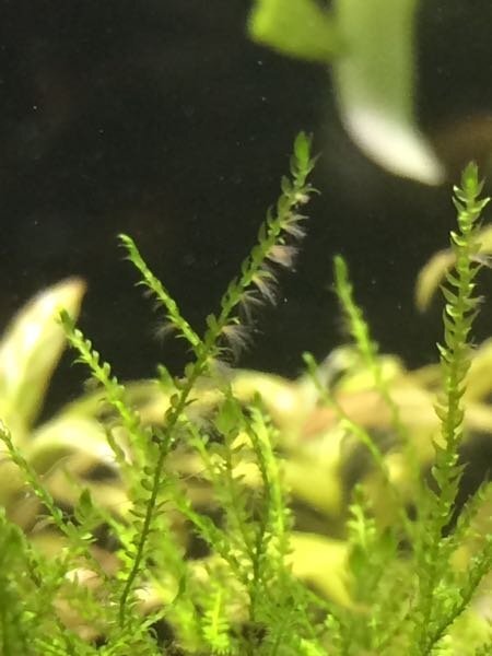 ウィローモスなのですがこの茶色い毛のようなものはなんですか Yahoo 知恵袋