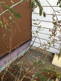 ミモザアカシア 鉢植え が葉も枝も茶色くなりました 先日肥料をやりましたがか Yahoo 知恵袋