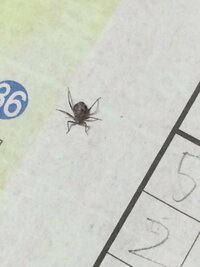 家に、蜘蛛、ダニに似た昆虫が出ました。

足は６本しかありません、名前がわかりません？

どんな生き物でしょうか？ 