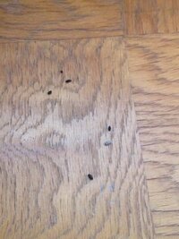 部屋に定期的に発生する黒い粒みたいなのがあるのですが なんか Yahoo 知恵袋