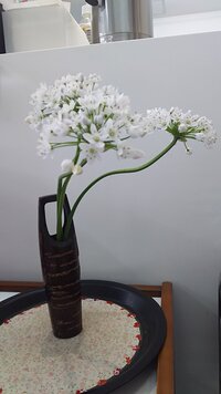 花の名前がわかりません 白い花なのですが 花屋さんにきいたの Yahoo 知恵袋