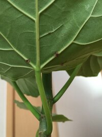 観葉植物に白い綿みたいなカイガラムシが付いてしまいました このカイガラムシは一 Yahoo 知恵袋