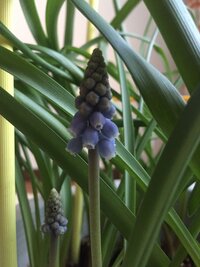 ニラみたいな葉で紫の花が咲いています 何の花かわかる方いらっしゃいます Yahoo 知恵袋