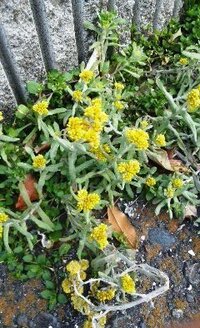 道路脇の花 雑草 の名前を教えてください 4 ５月頃から 道路脇の Yahoo 知恵袋