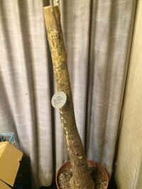 スキーウェアのサイズについてです。女です！身長は150cmしかないん 