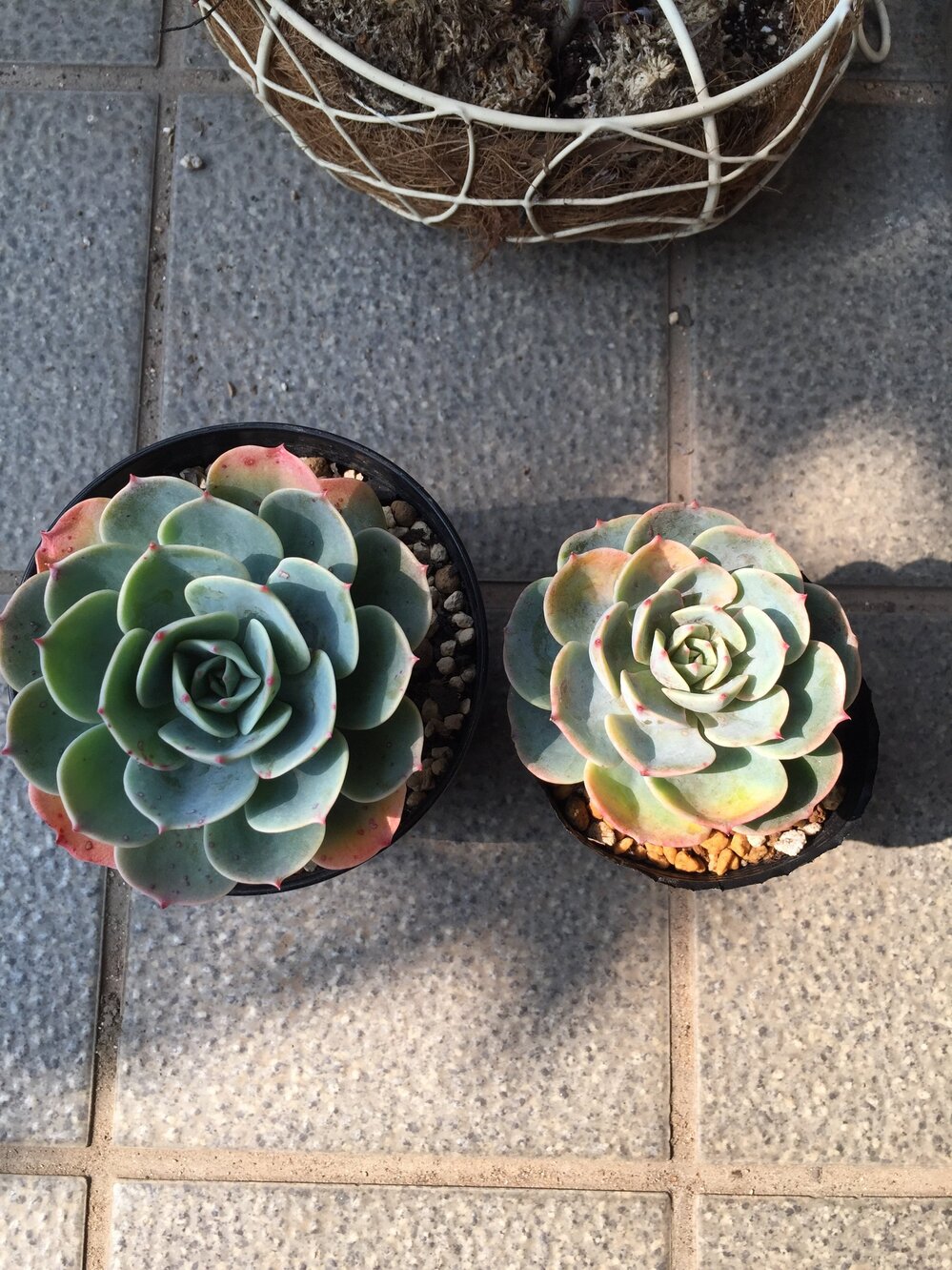 多肉植物七福神を先日購入しました！！が画像の様に葉先が黄色くなっ 