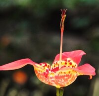 この花の名前と花言葉教えてください チグリジアです 花言葉は 私 Yahoo 知恵袋