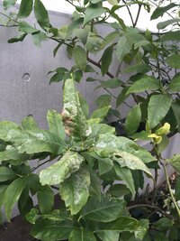 レモンの木 これは病気ですか エカキ虫ですか 植えて4年になるレモンで Yahoo 知恵袋