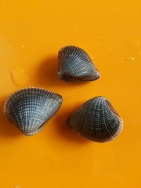 潮干狩りで 取れました 徳島県那佐湾です これ シオフキ貝ですか Yahoo 知恵袋