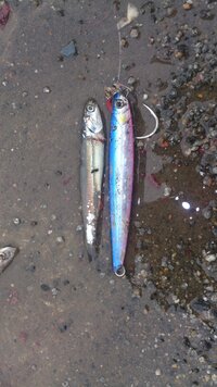 サワラって60センチからですか サワラって成魚の事をいいます大きくなる Yahoo 知恵袋