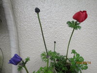 昨日 アネモネの赤と青紫を2つ購入しました いずれも花びらが散った茎が Yahoo 知恵袋
